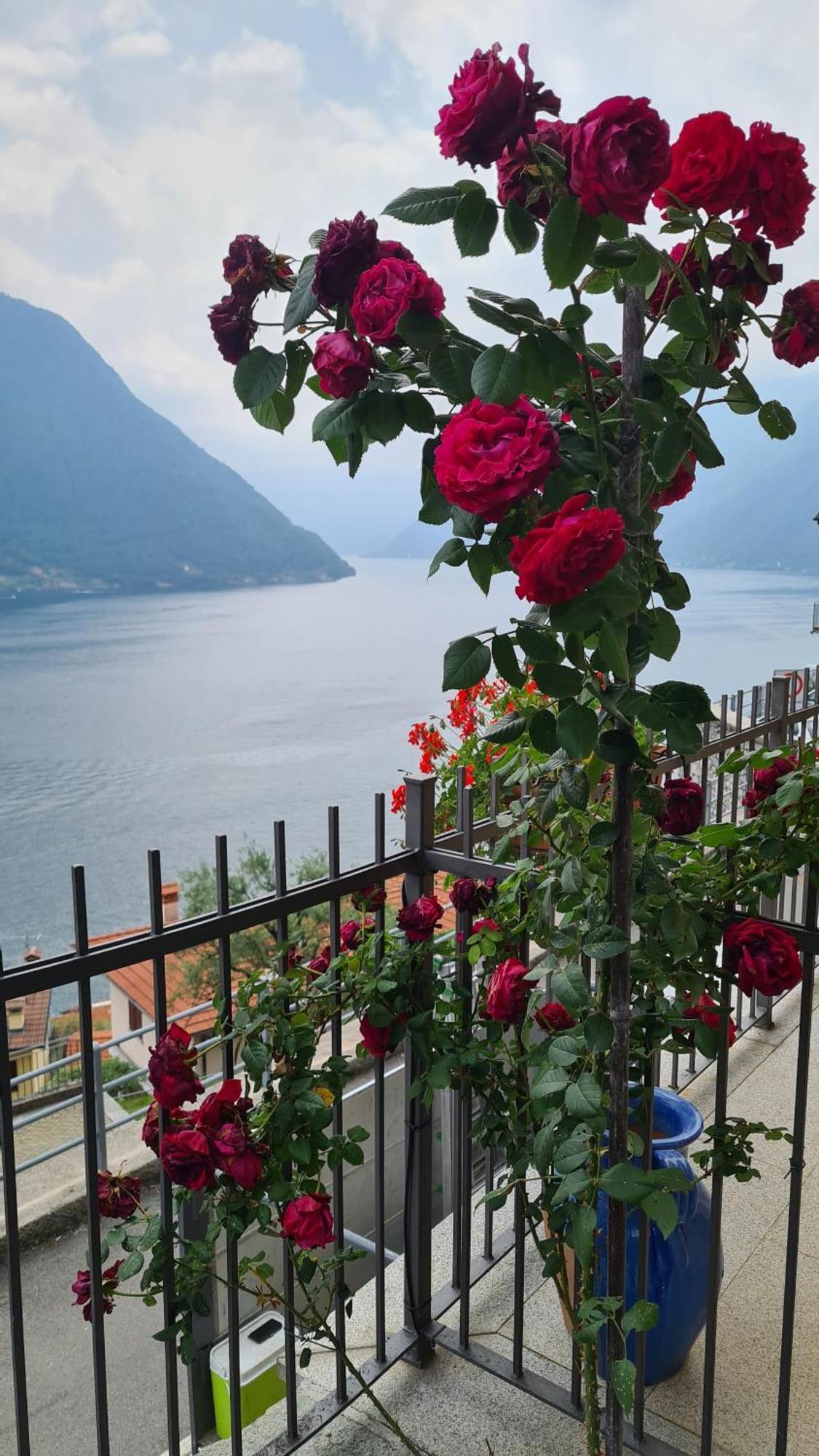 Colonno Panoramica Lago Di Como מראה חיצוני תמונה