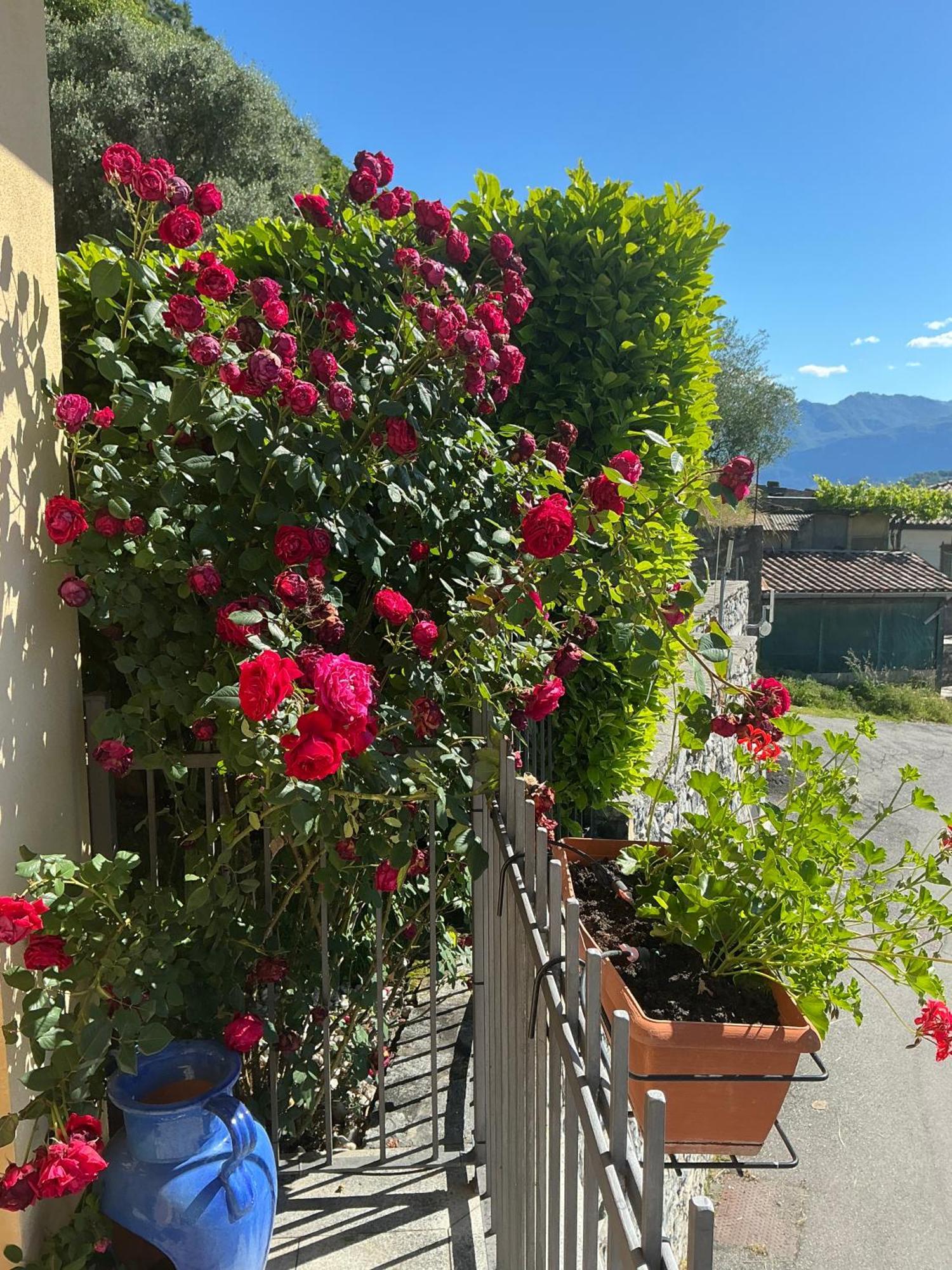 Colonno Panoramica Lago Di Como מראה חיצוני תמונה